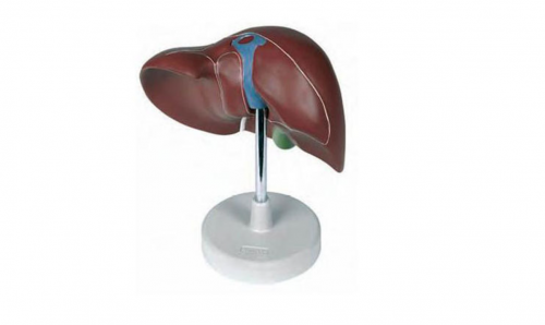 Human hepatobiliary teaching model